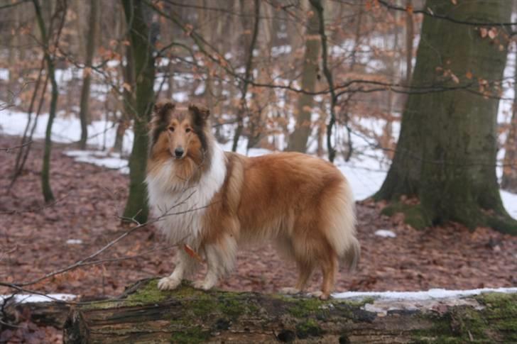Collie langhåret Lapinette´s Prima Donna billede 11