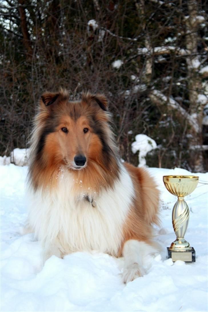 Collie langhåret Lapinette´s Prima Donna - DKRLCH - Dansk Rally Champion billede 12