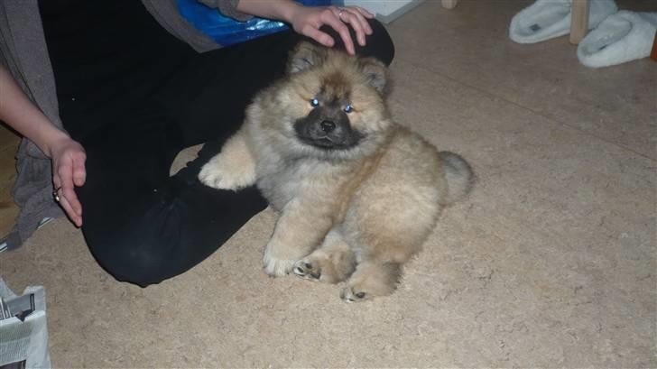 Chow chow Bella billede 1