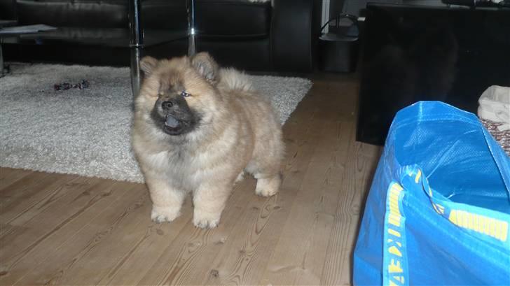 Chow chow Bella billede 2