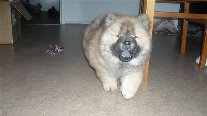 Chow chow Bella billede 3