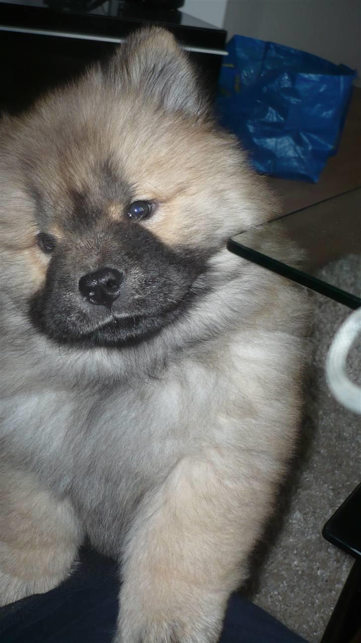 Chow chow Bella billede 4