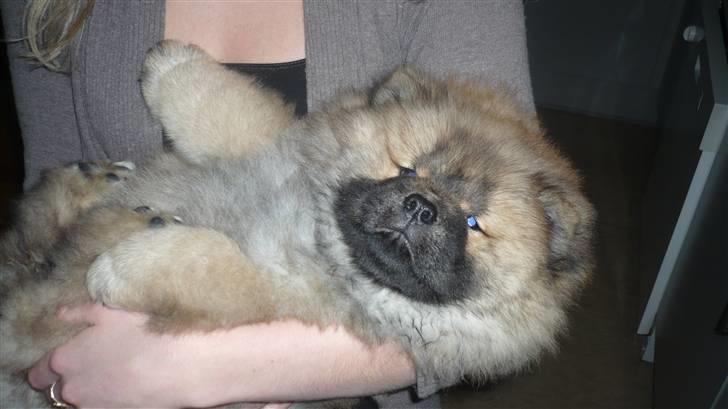 Chow chow Bella billede 5