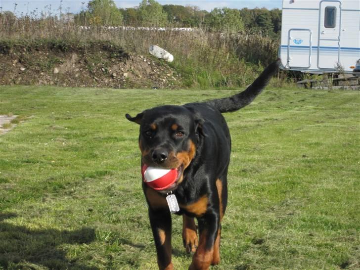 Rottweiler Zakoda Evita Aka Pølse  - Fiona i haven og lege :) billede 15