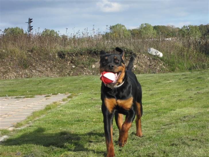 Rottweiler Zakoda Evita Aka Pølse  - Fiona i haven og lege :) billede 16