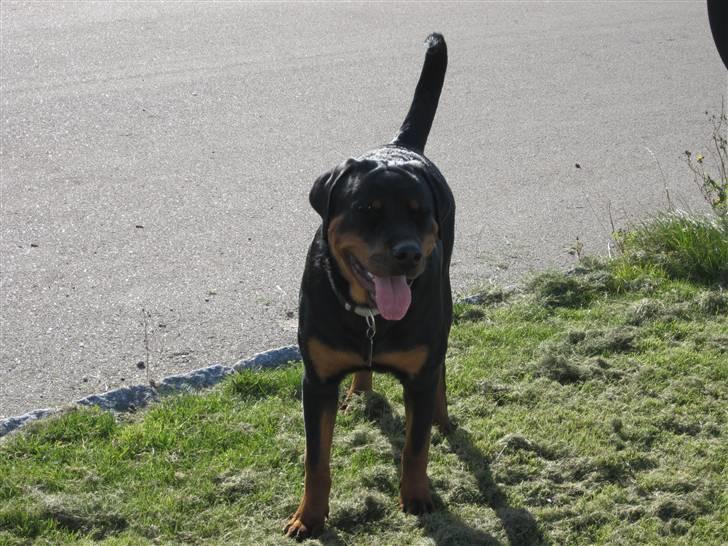 Rottweiler Zakoda Evita Aka Pølse  - Ude på banditstreger :) billede 17