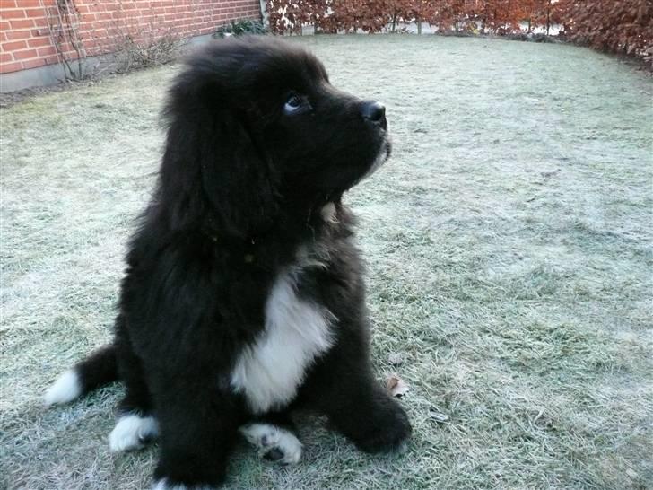 Newfoundlænder Balder *Solgt<3* - Balder har set en lille fugl billede 2