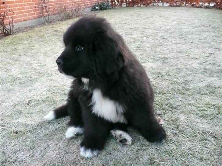 Newfoundlænder Balder *Solgt<3* - Balder kigger stadig efter fuglen billede 4