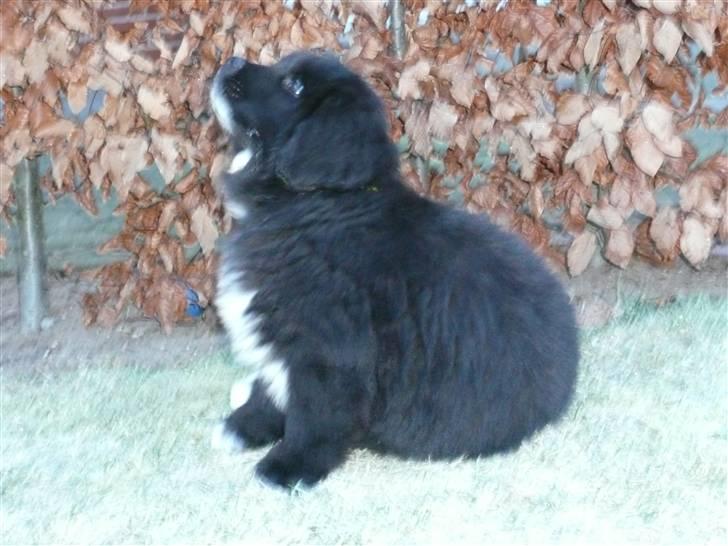 Newfoundlænder Balder *Solgt<3* - Ja Balder du er så majstetisk billede 5