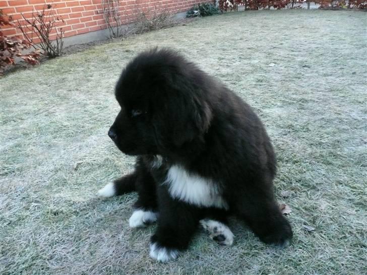 Newfoundlænder Balder *Solgt<3* - Balder kigger stadig på fuglen billede 6