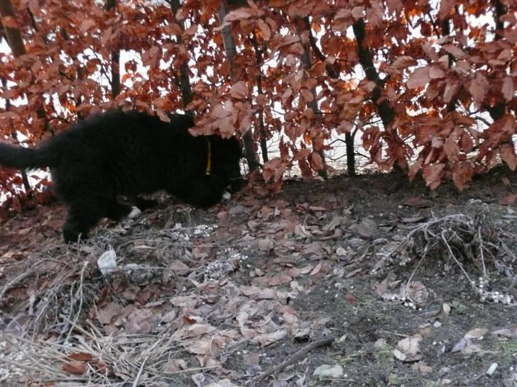 Newfoundlænder Balder *Solgt<3* billede 7