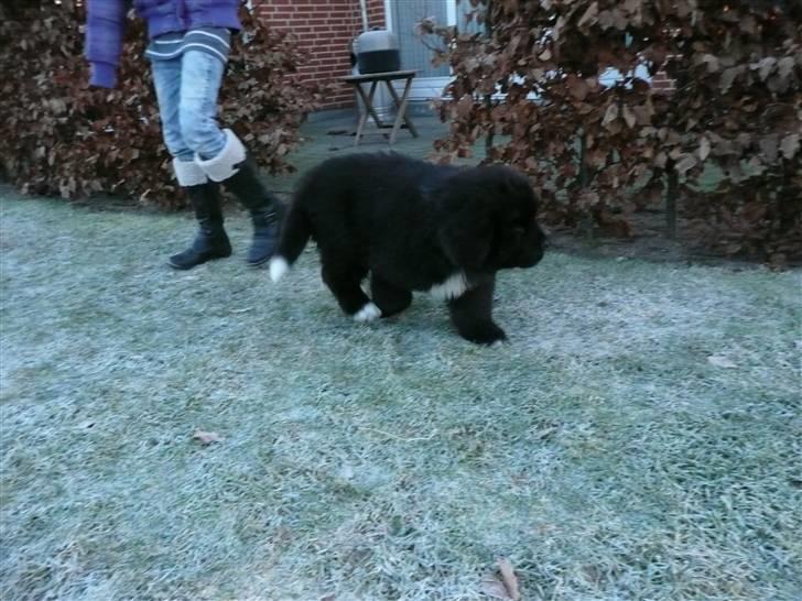 Newfoundlænder Balder *Solgt<3* billede 8