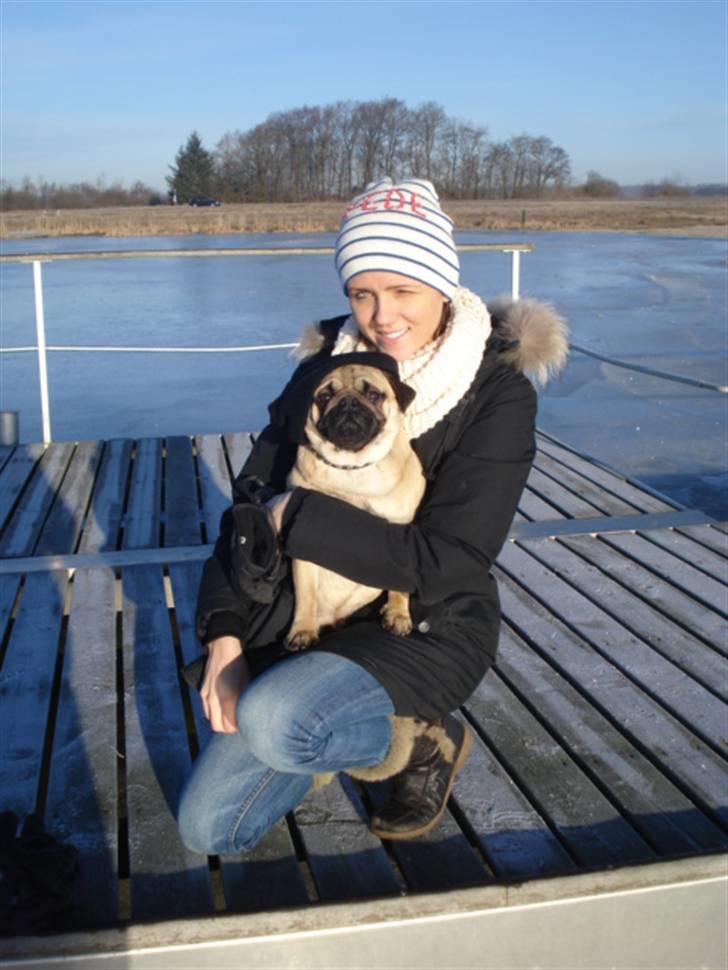 Mops Doffy billede 20