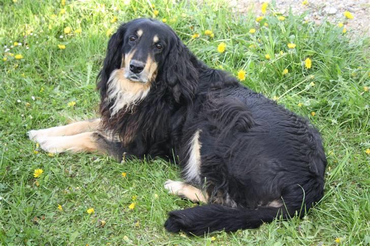 Hovawart Tanya R.I.P - Velkommen til Tanyas profil!! billede 1