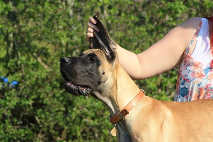 Grand danois Bounty "Hunter" billede 1