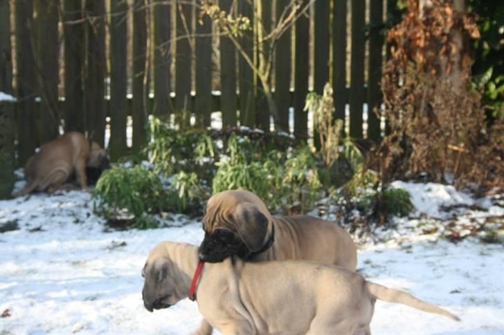 Grand danois Bounty "Hunter" - Haps.. billede 2