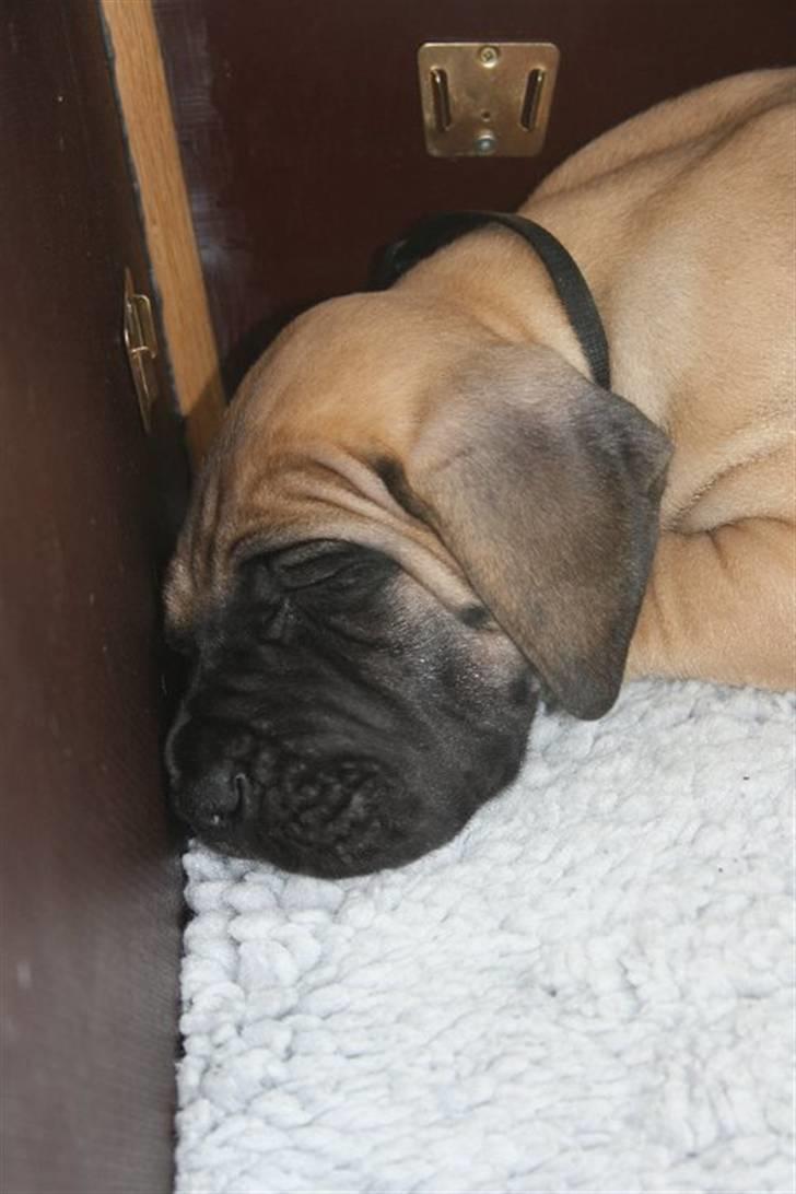 Grand danois Bounty "Hunter" - Blev lige lidt træt igen. billede 3