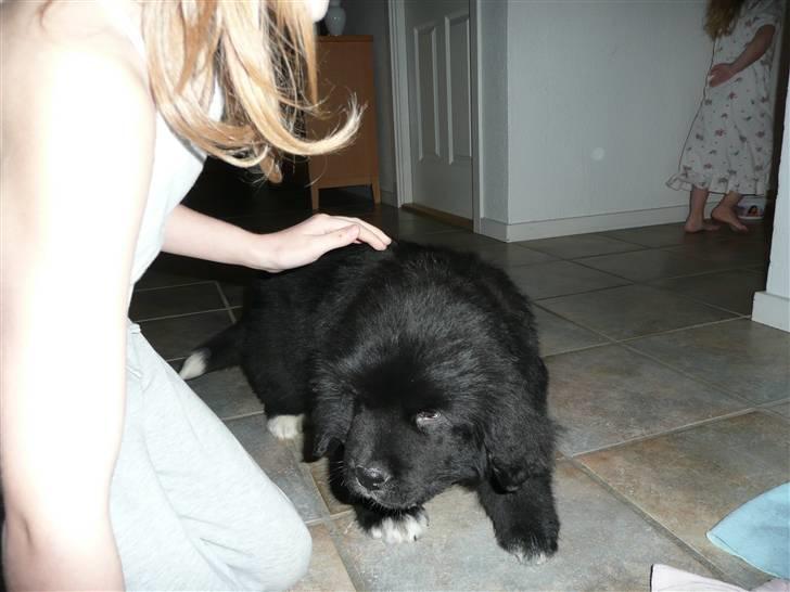 Newfoundlænder Balder *Solgt<3* billede 9