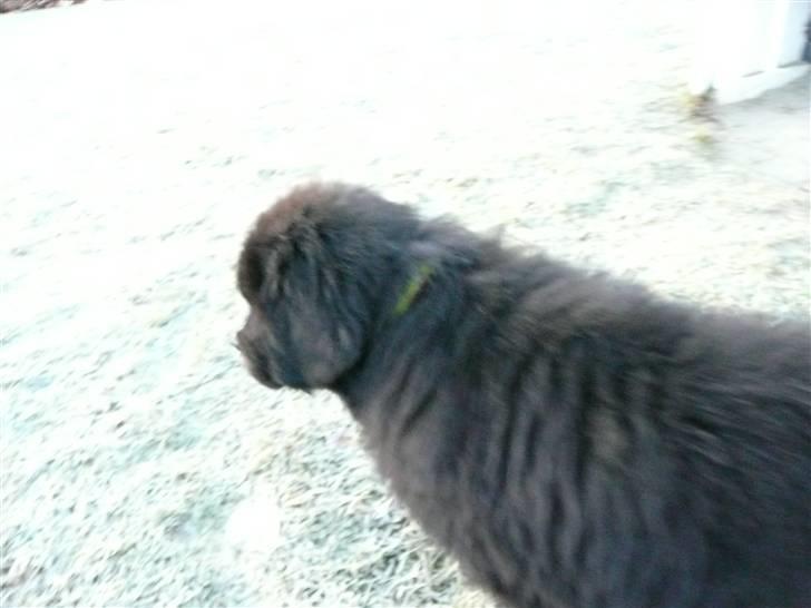 Newfoundlænder Balder *Solgt<3* billede 10