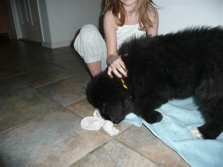 Newfoundlænder Balder *Solgt<3* billede 11