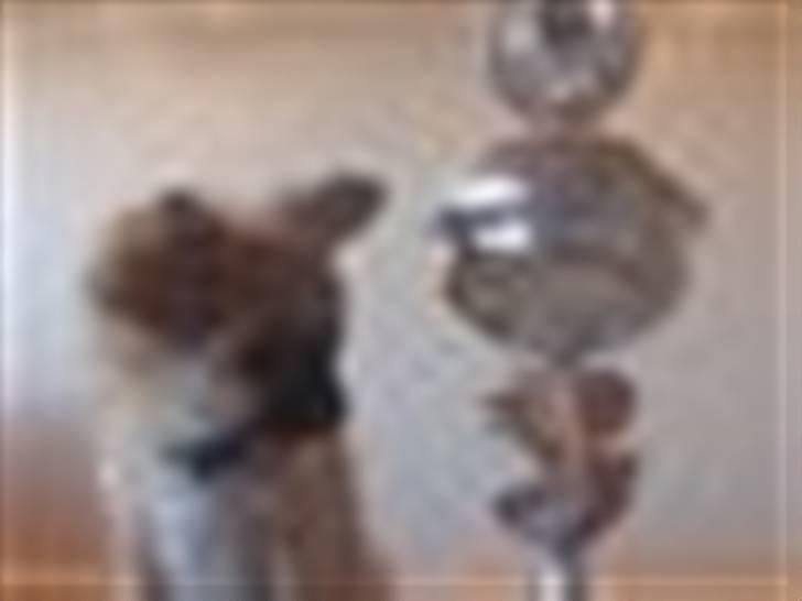 Chihuahua Aslan be my dream *udstationeret* - Aslan med sin fine pokal fra Køge...... 1 vinder i hvalpeshow. billede 18