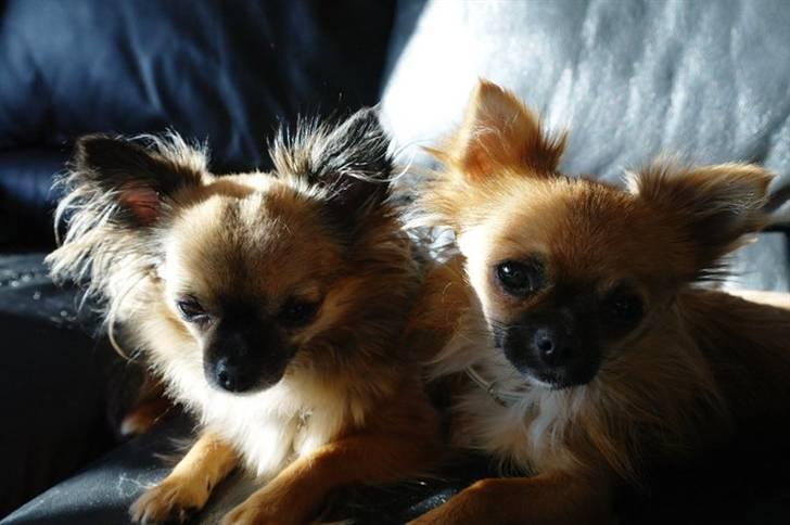 Chihuahua Aslan be my dream *udstationeret* - Bella og Aslan hygge i en solstråle i sofaen..... billede 19