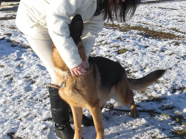 Schæferhund Hekami Tøsen. (Tøsen). (Mine forældres). billede 33