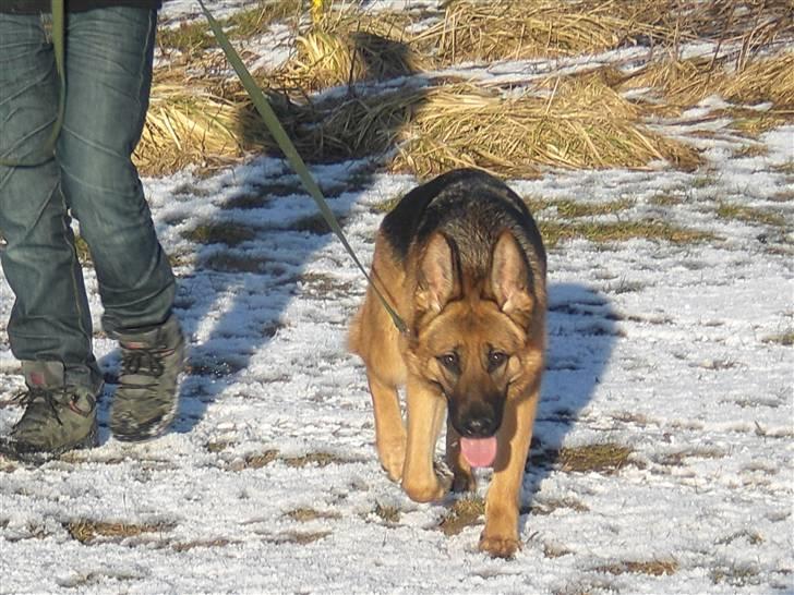 Schæferhund Hekami Tøsen. (Tøsen). (Mine forældres). billede 25