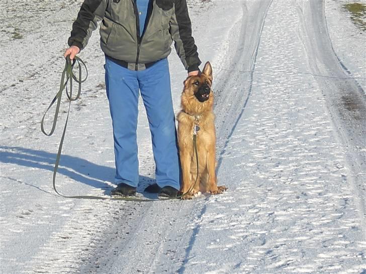 Schæferhund Hekami Tøsen. (Tøsen). (Mine forældres). billede 40