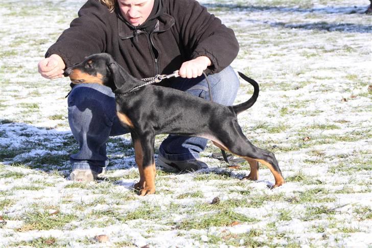 Dobermann GOF Fearless Fairy - Fairy 10 uger. billede 6