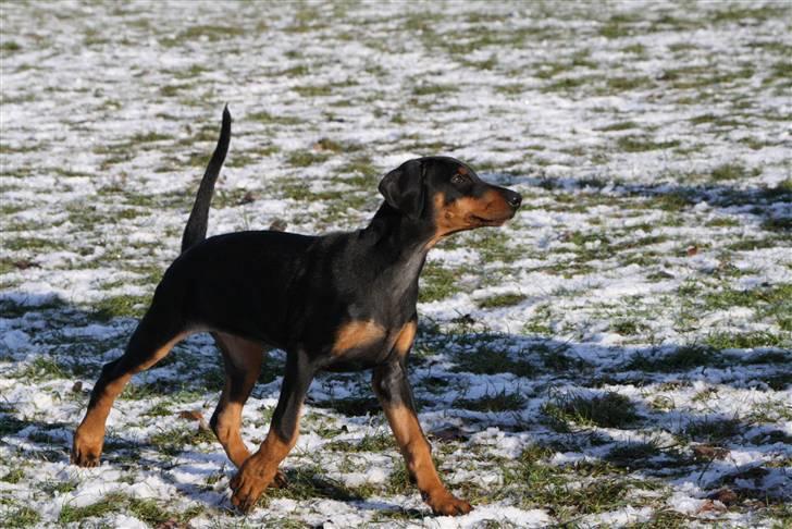 Dobermann GOF Fearless Fairy billede 7