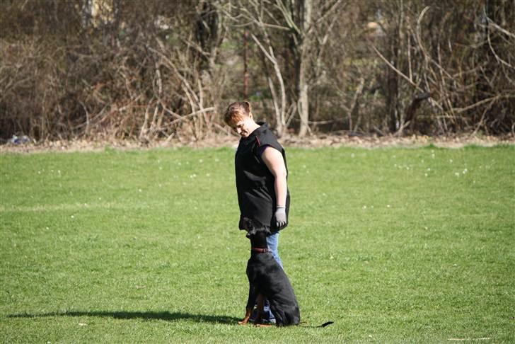 Dobermann GOF Fearless Fairy - Fairy 4.5 mdr. billede 8