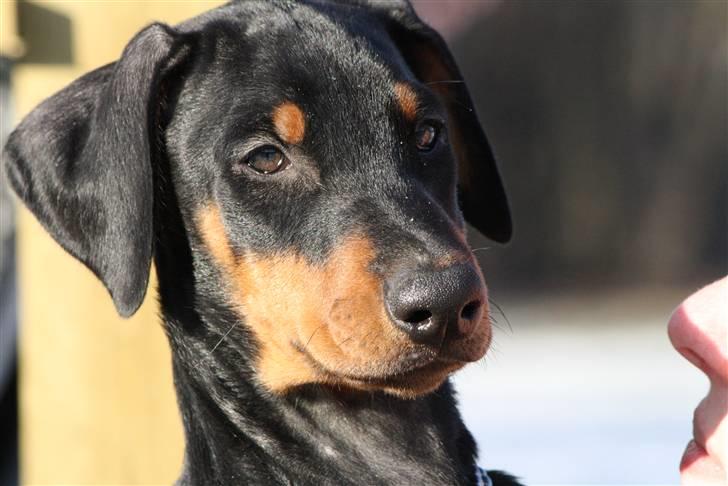 Dobermann GOF Fearless Fairy - 10 uger billede 9