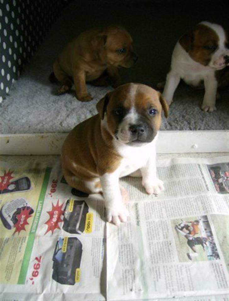 Staffordshire bull terrier Arthos billede 14