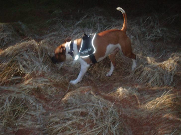 Staffordshire bull terrier Arthos billede 15