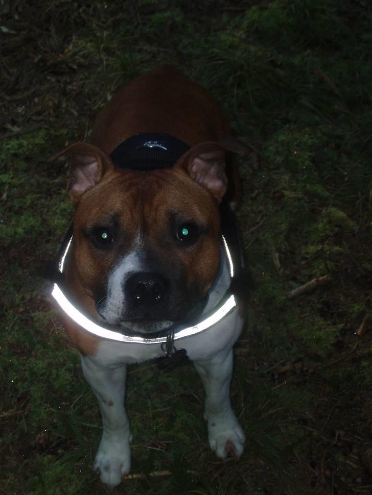 Staffordshire bull terrier Arthos billede 16