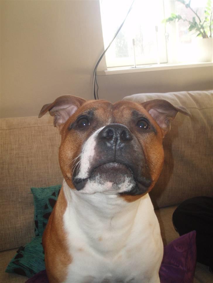 Staffordshire bull terrier Arthos billede 17