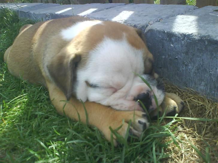 Olde english bulldogge Tyson - Her er jeg 8 uger gammel og netop ankommet til min nye pragtfulde hjem. billede 1