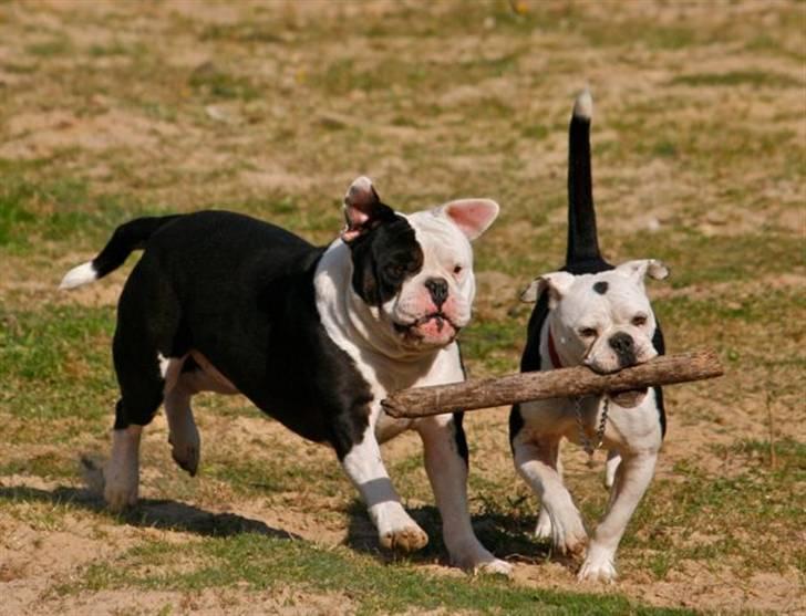 Olde english bulldogge Tyson - Far Orka billede 2