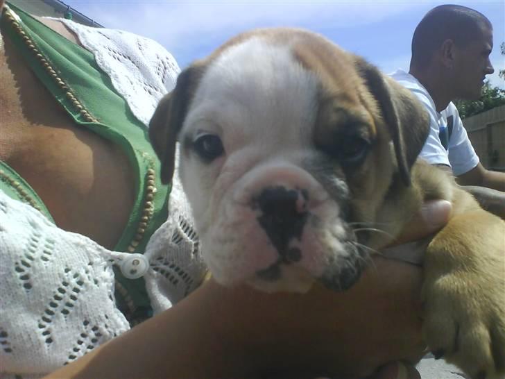 Olde english bulldogge Tyson - På vej til mit nye hjem, sidder trygt hos min mor. billede 3
