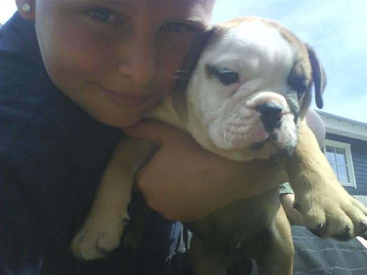 Olde english bulldogge Tyson - Mig og min Marc, ham elsker jeg altså rigtig meget og han er sød til at underholde mig. billede 4