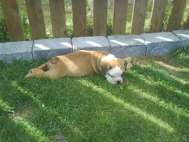 Olde english bulldogge Tyson billede 5