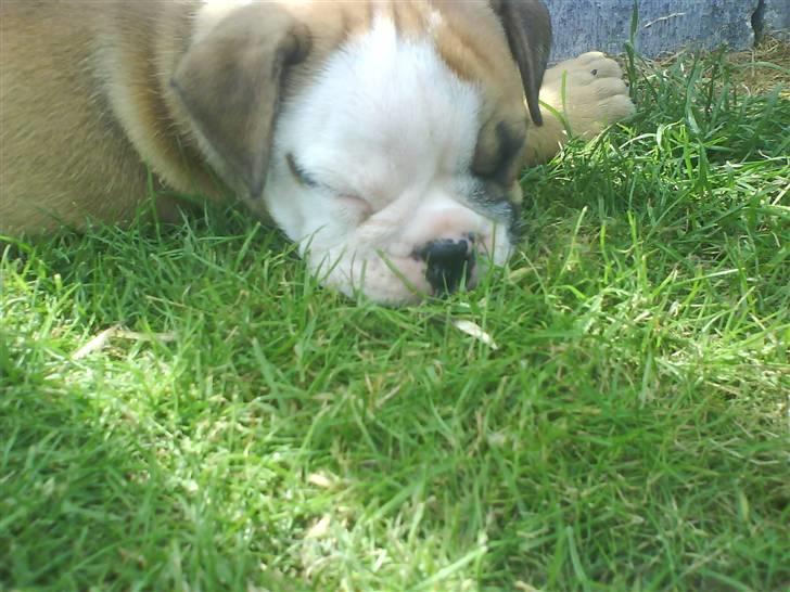 Olde english bulldogge Tyson billede 6
