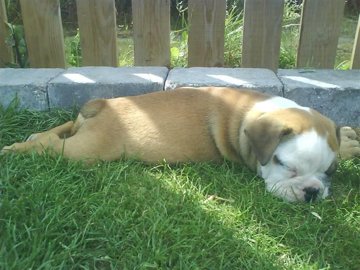 Olde english bulldogge Tyson billede 7