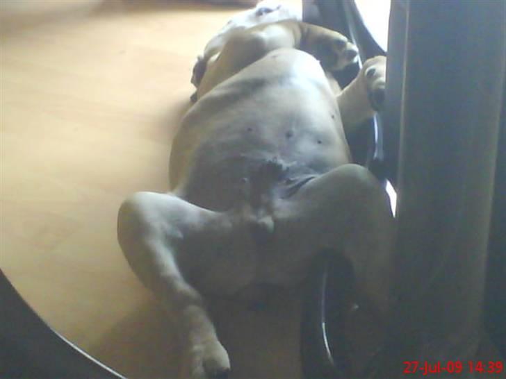 Olde english bulldogge Tyson billede 8