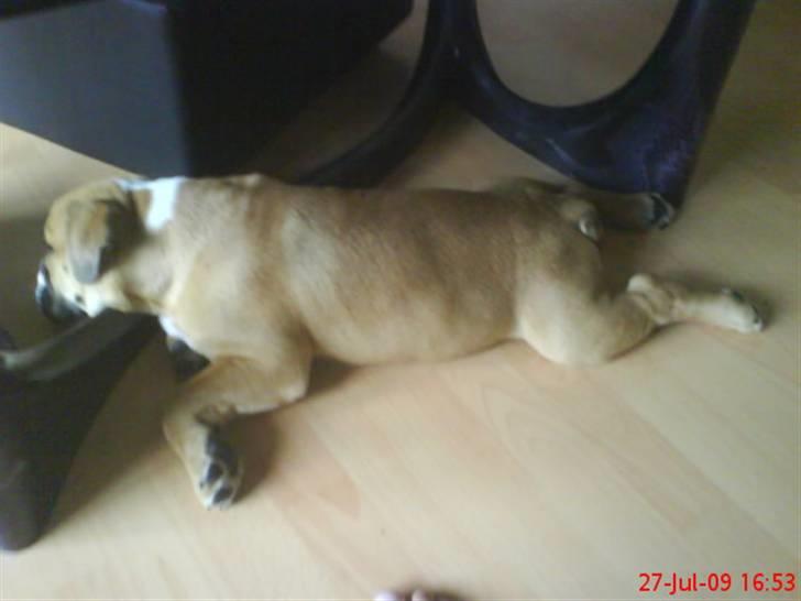 Olde english bulldogge Tyson billede 9