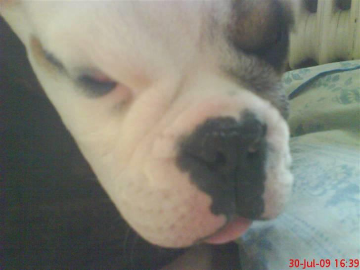 Olde english bulldogge Tyson billede 10