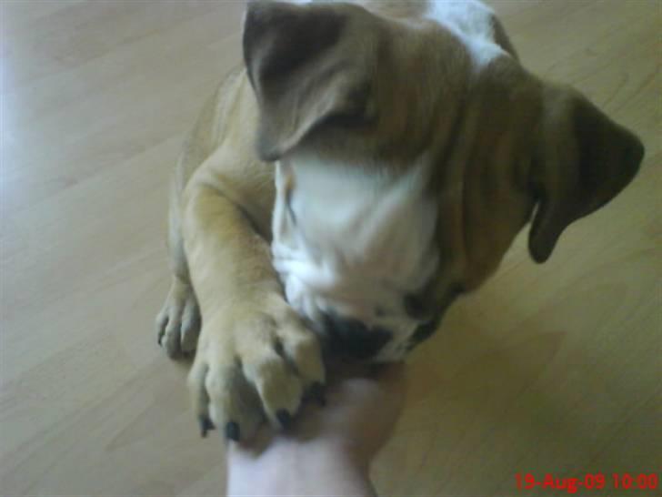 Olde english bulldogge Tyson billede 11