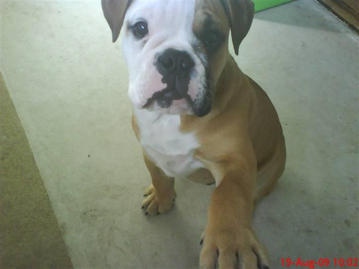 Olde english bulldogge Tyson billede 12