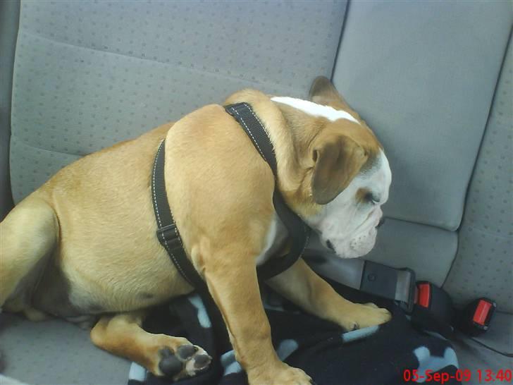 Olde english bulldogge Tyson billede 13